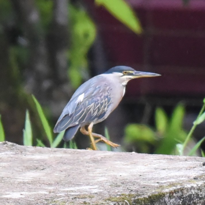 Striated Heron - ML513982071