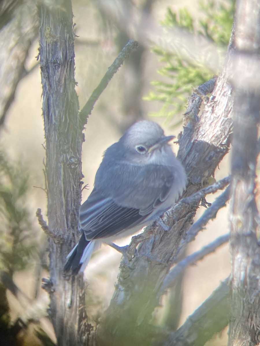 Blue-gray Gnatcatcher - Danny Tipton