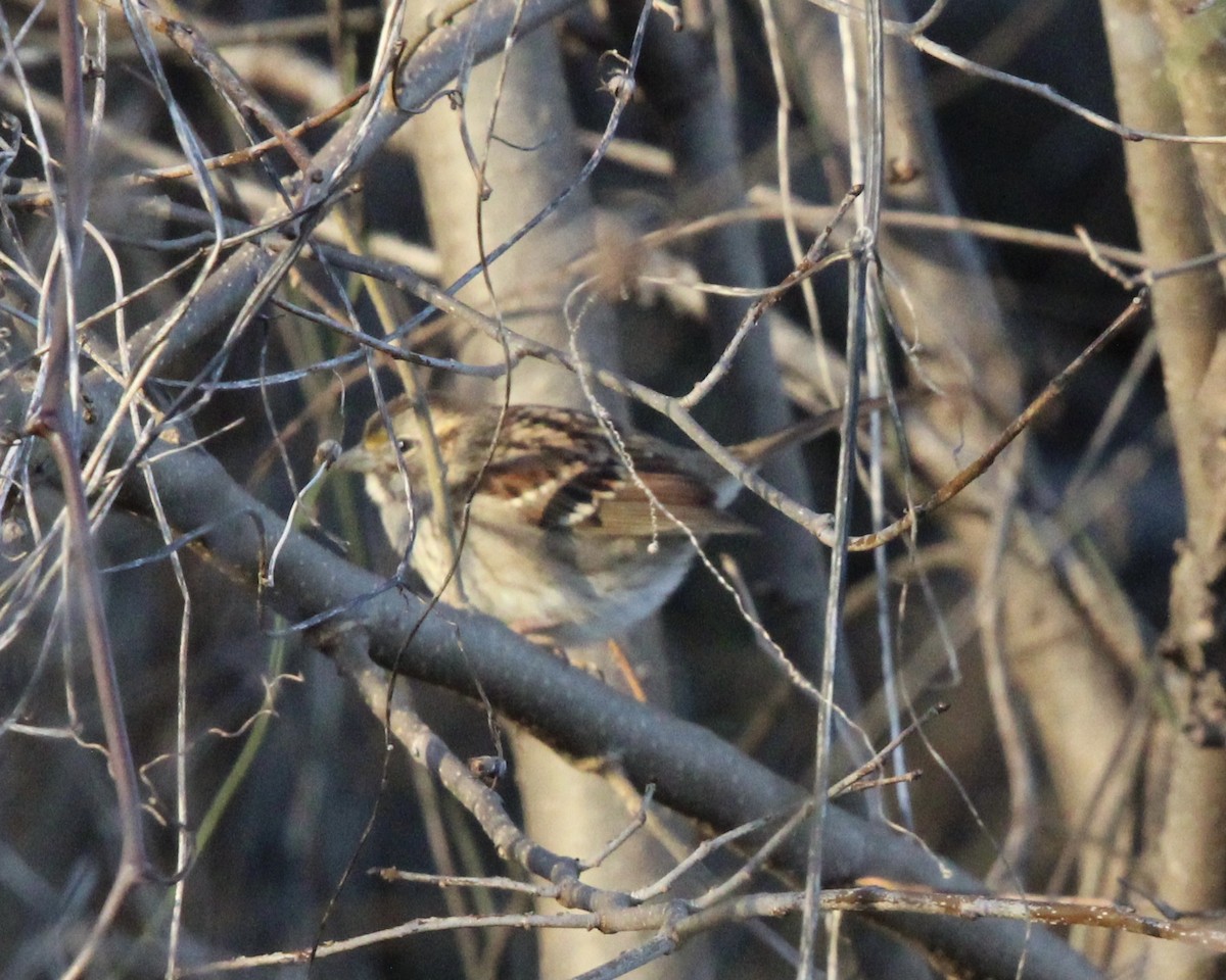 White-throated Sparrow - ML513983801