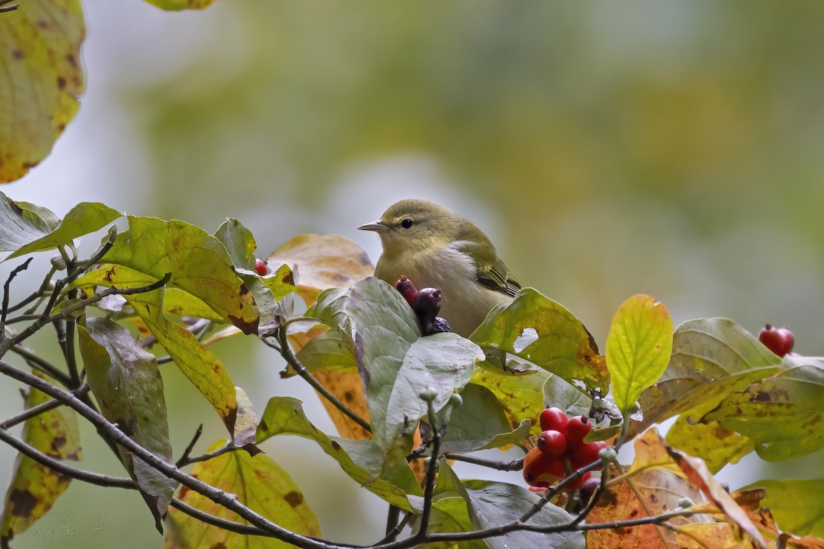 Tennessee Warbler - ML513983821