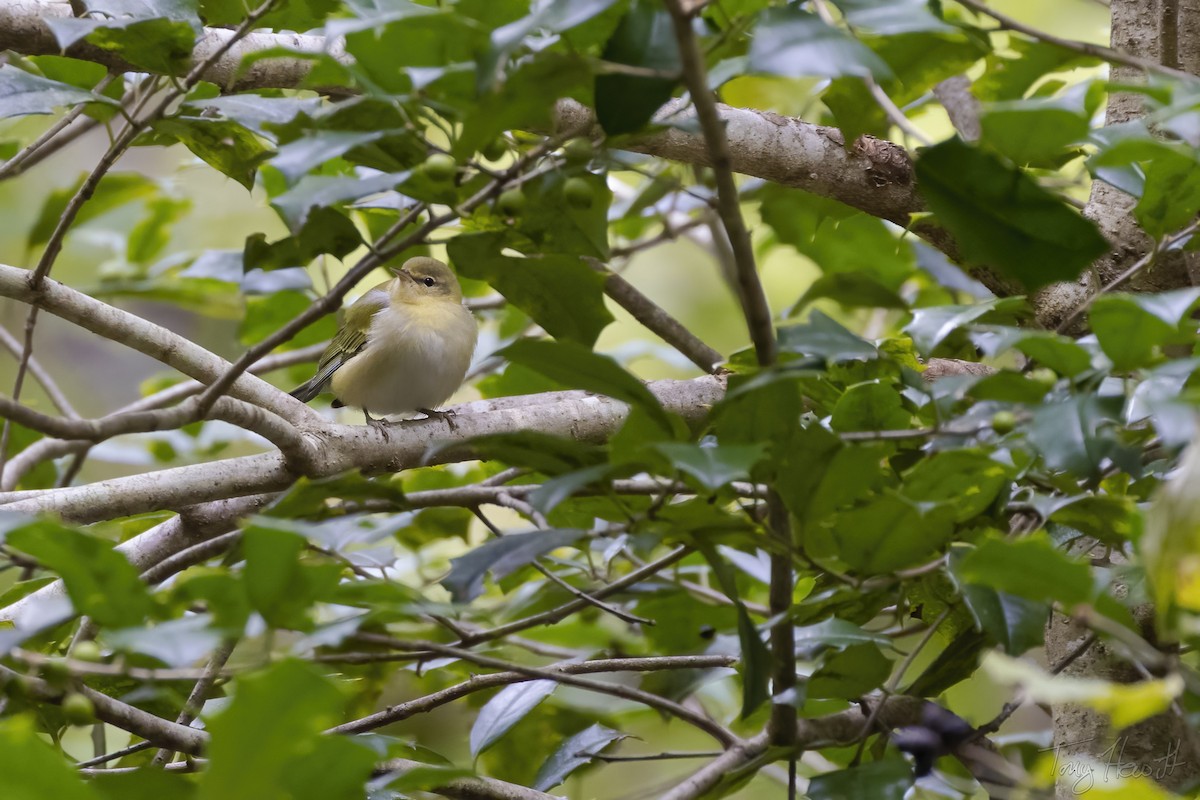 Tennessee Warbler - Tony Hewitt