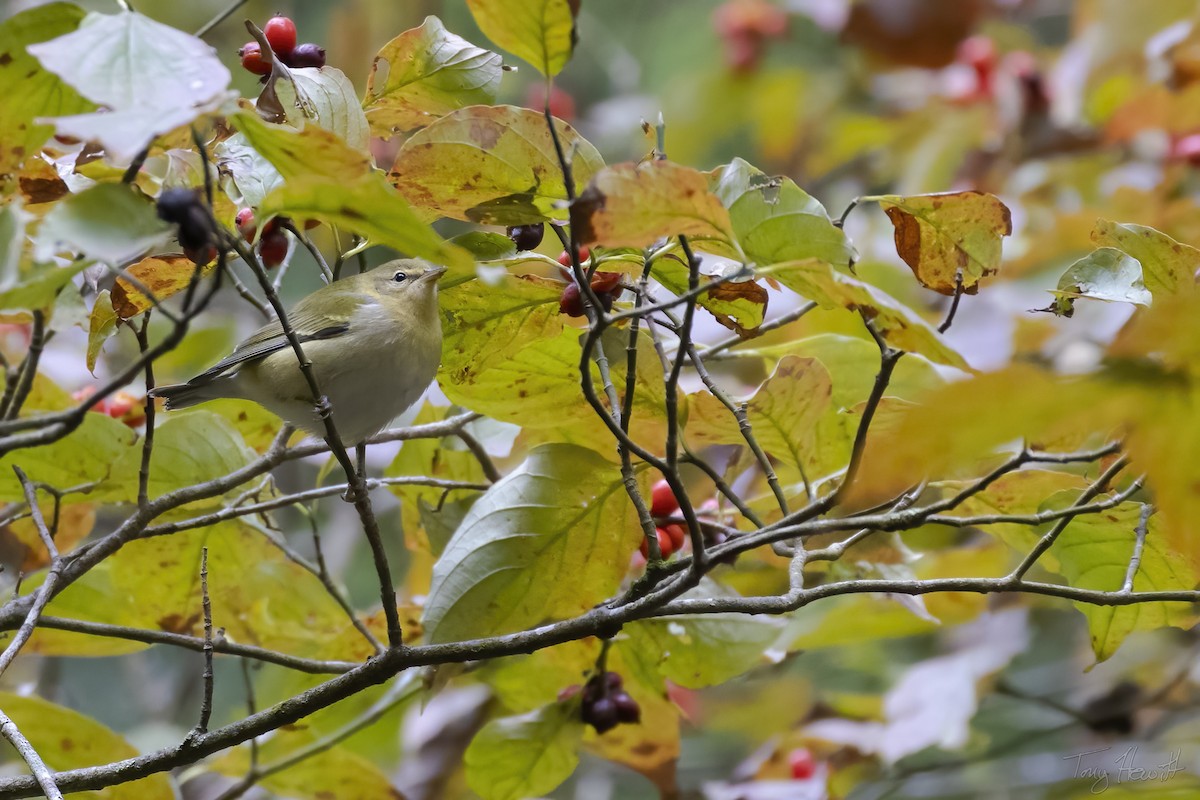 Tennessee Warbler - ML513983841