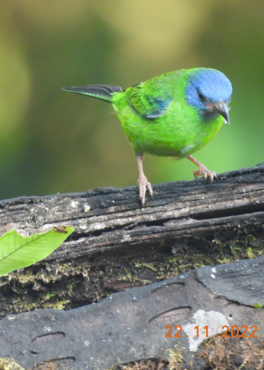 Blue Dacnis - ML513984021