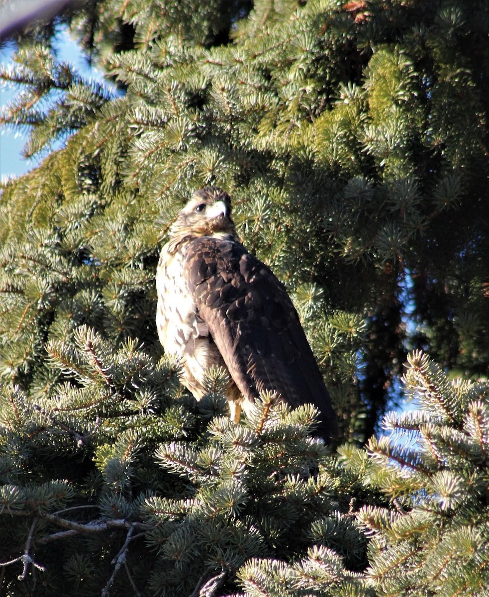 Great Black Hawk - ML513984821