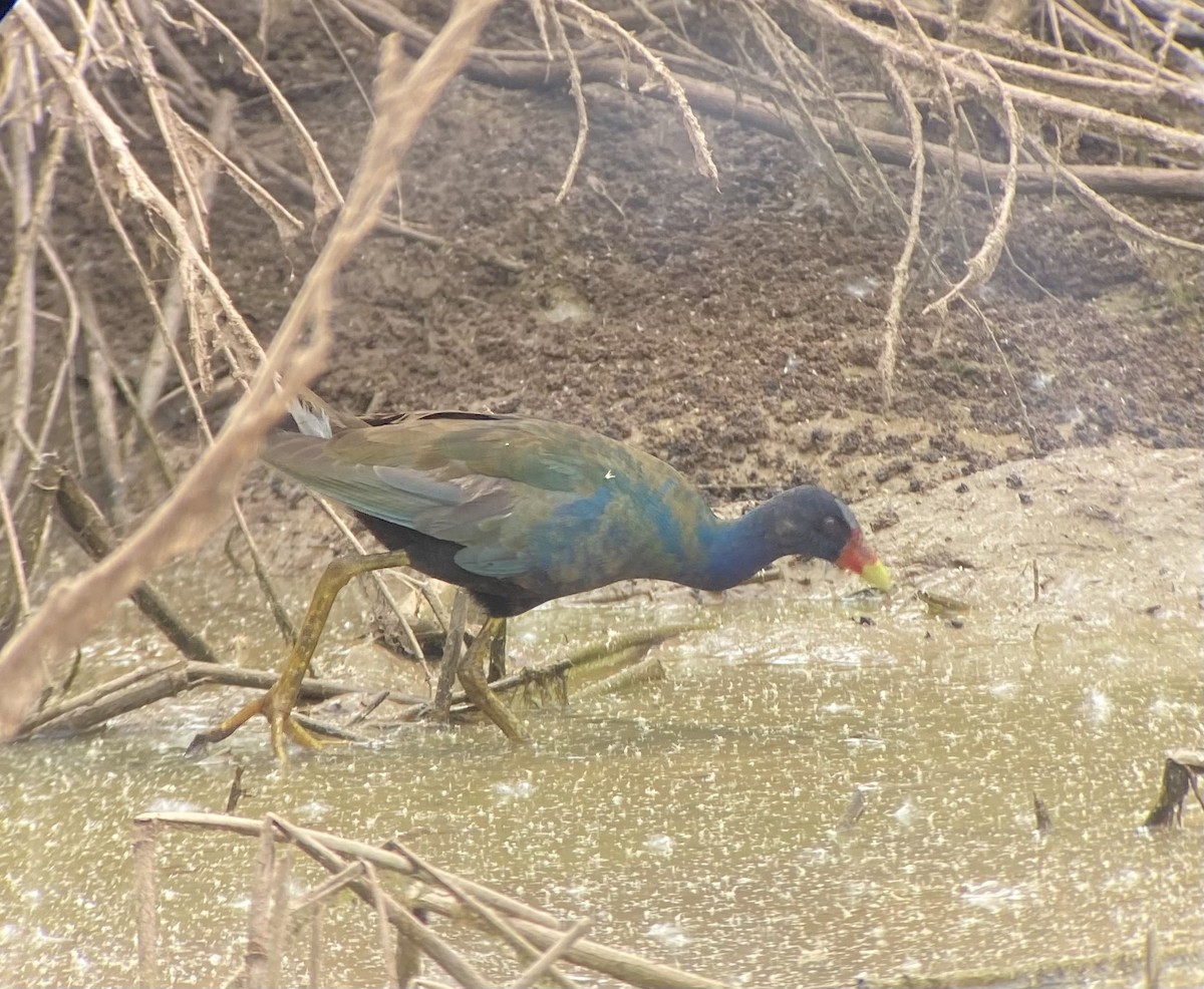 Purple Gallinule - ML513985821