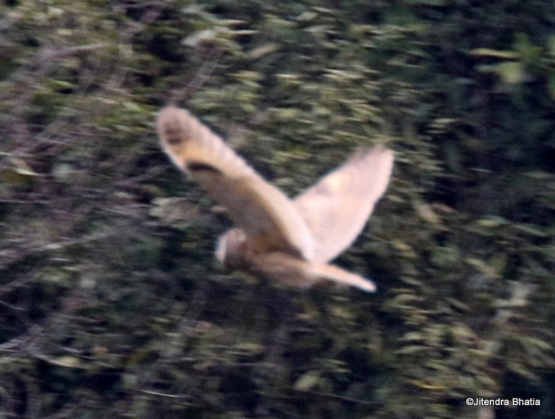 Long-eared Owl - ML51398601