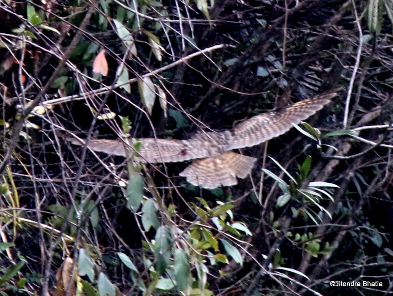 Long-eared Owl - ML51398611