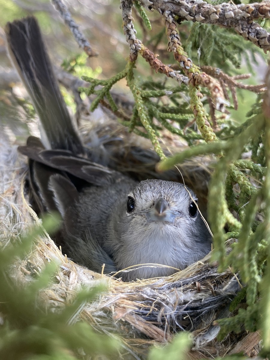 Gray Vireo - Danny Tipton