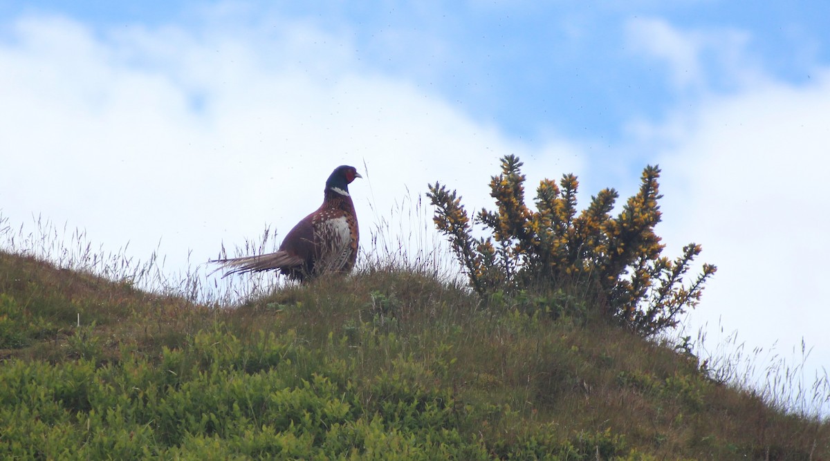 Ring-necked Pheasant - ML513986741