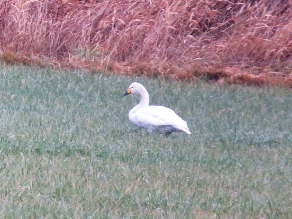 Гунгар хун (Bewick's) - ML513986891