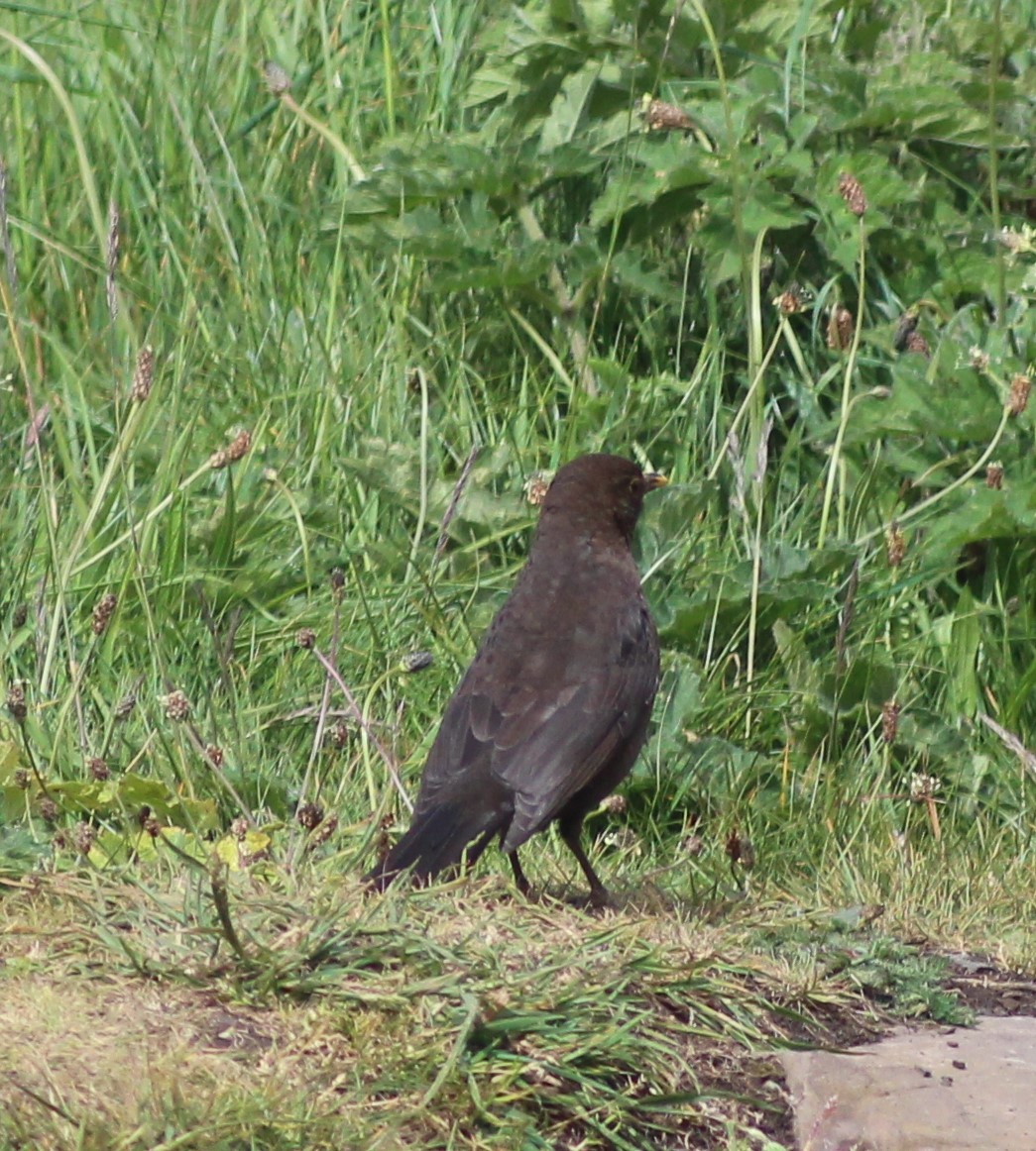 Eurasian Blackbird - ML513986951