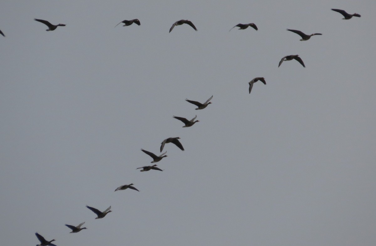 Greater White-fronted Goose - ML513988731