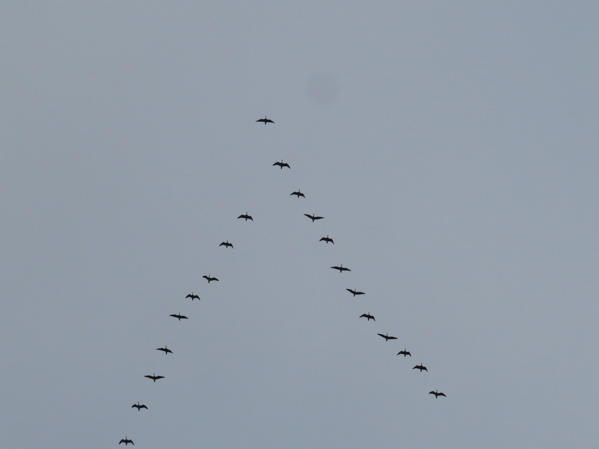 Greater White-fronted Goose - Brian Wulker