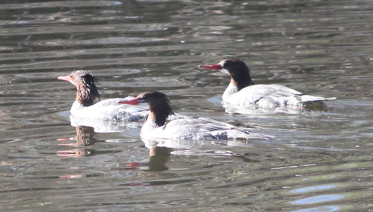 Common Merganser - Andrew Core