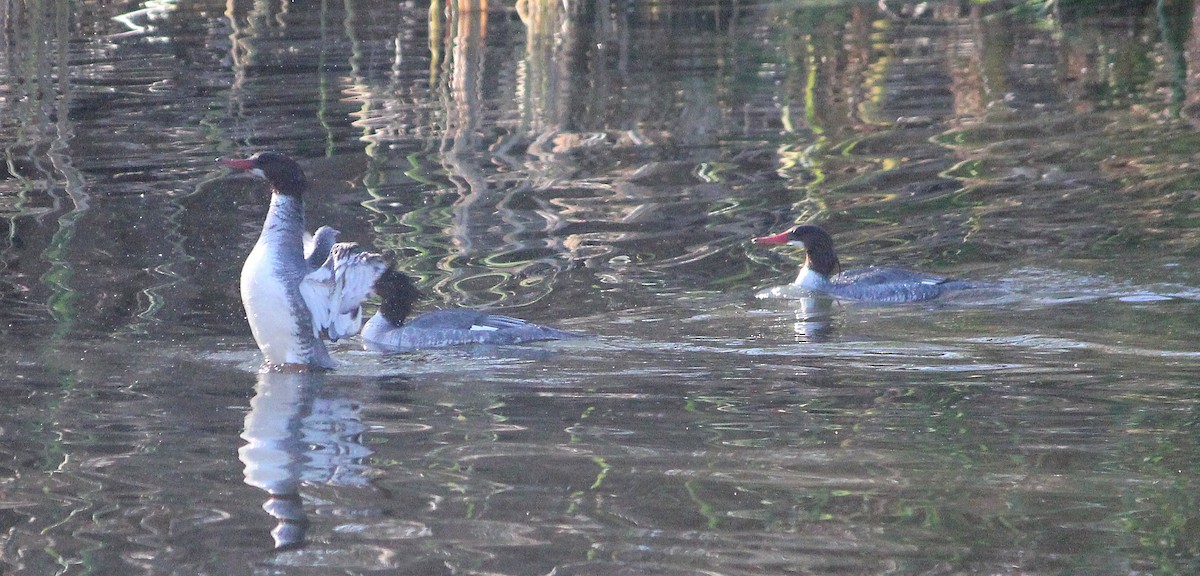 Common Merganser - Andrew Core