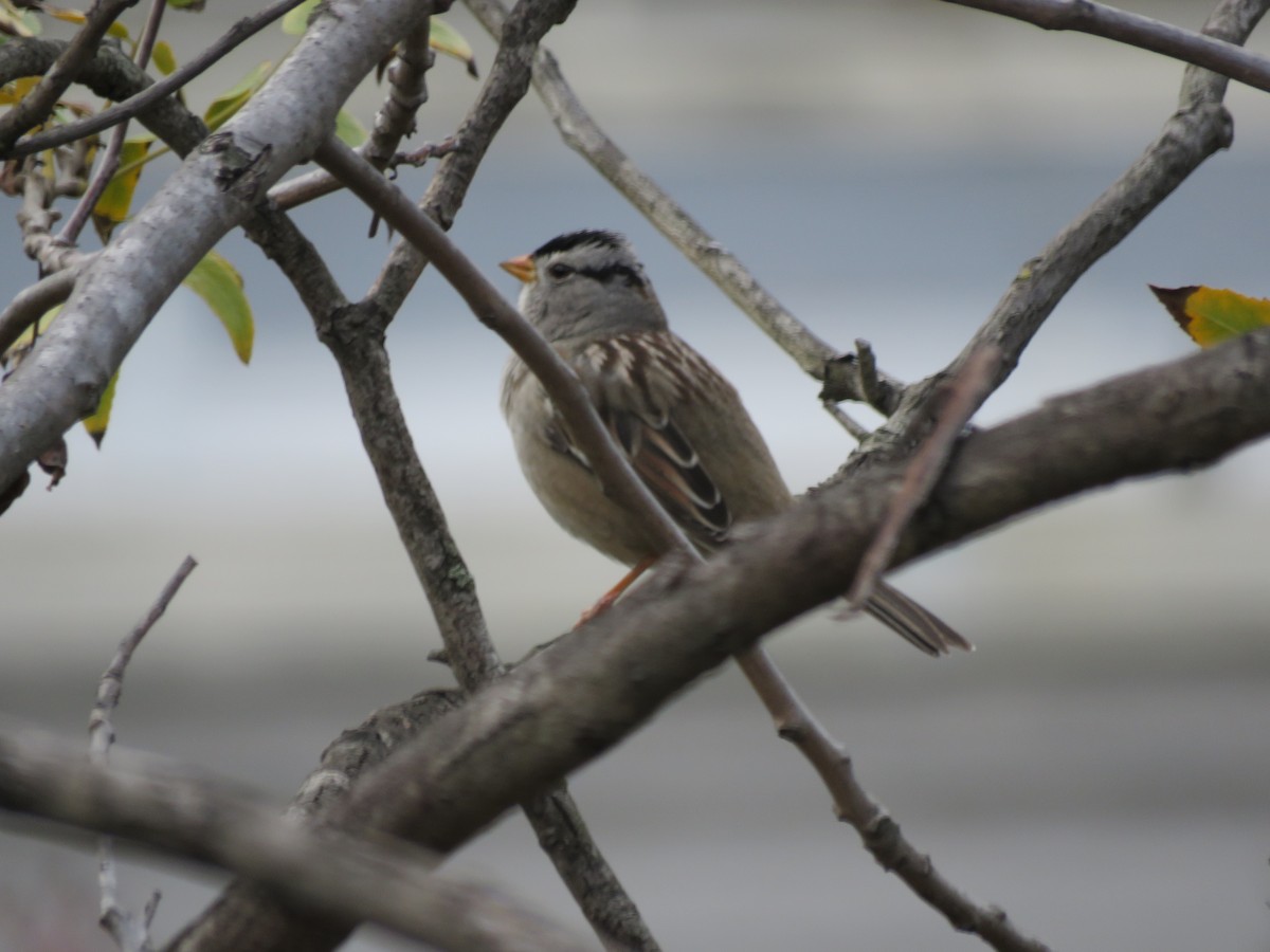 White-crowned Sparrow - ML513990171