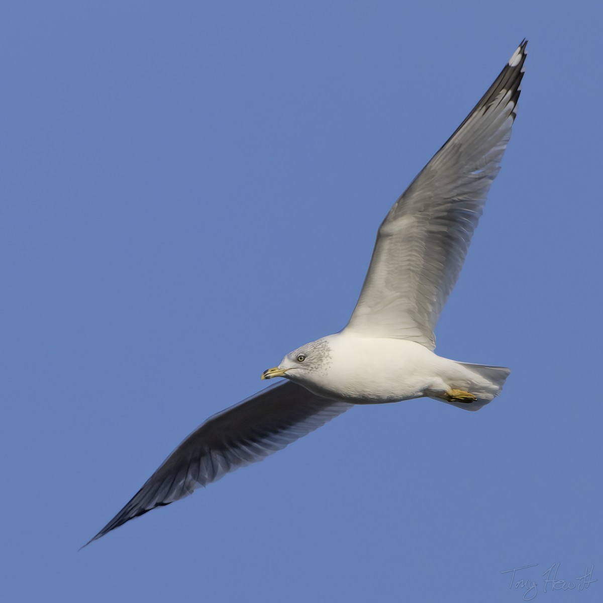 Ring-billed Gull - ML513990841