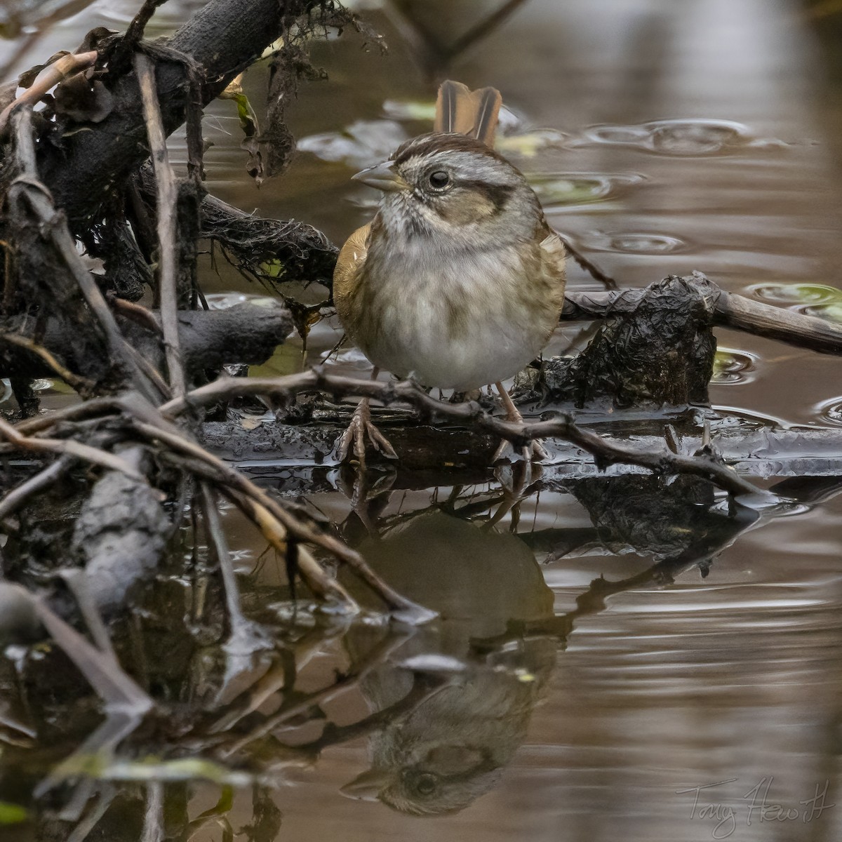 Swamp Sparrow - ML513993841