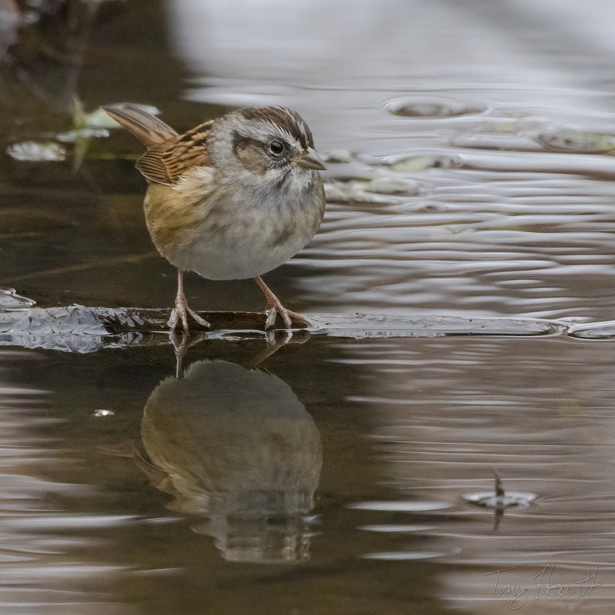 Swamp Sparrow - ML513993851