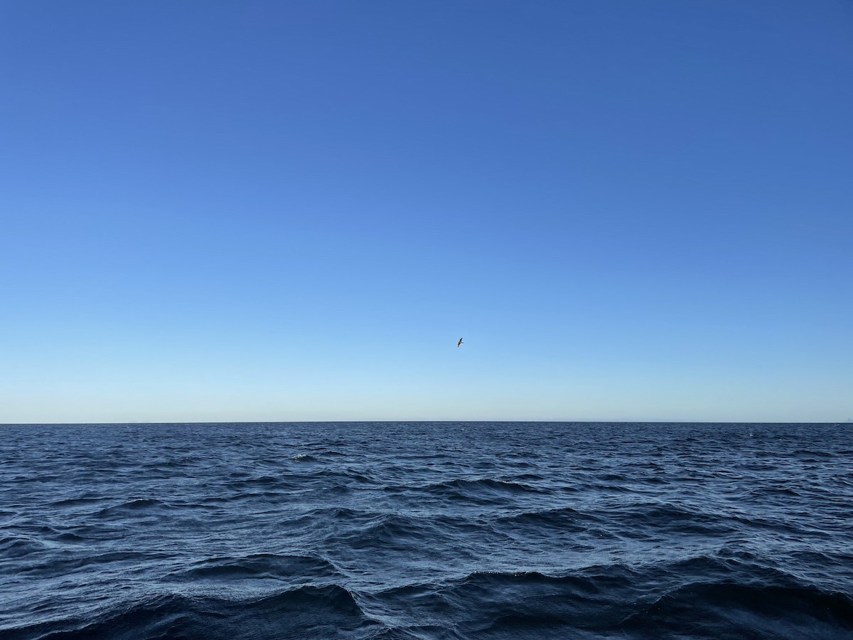 Parasitic Jaeger - ML513993941