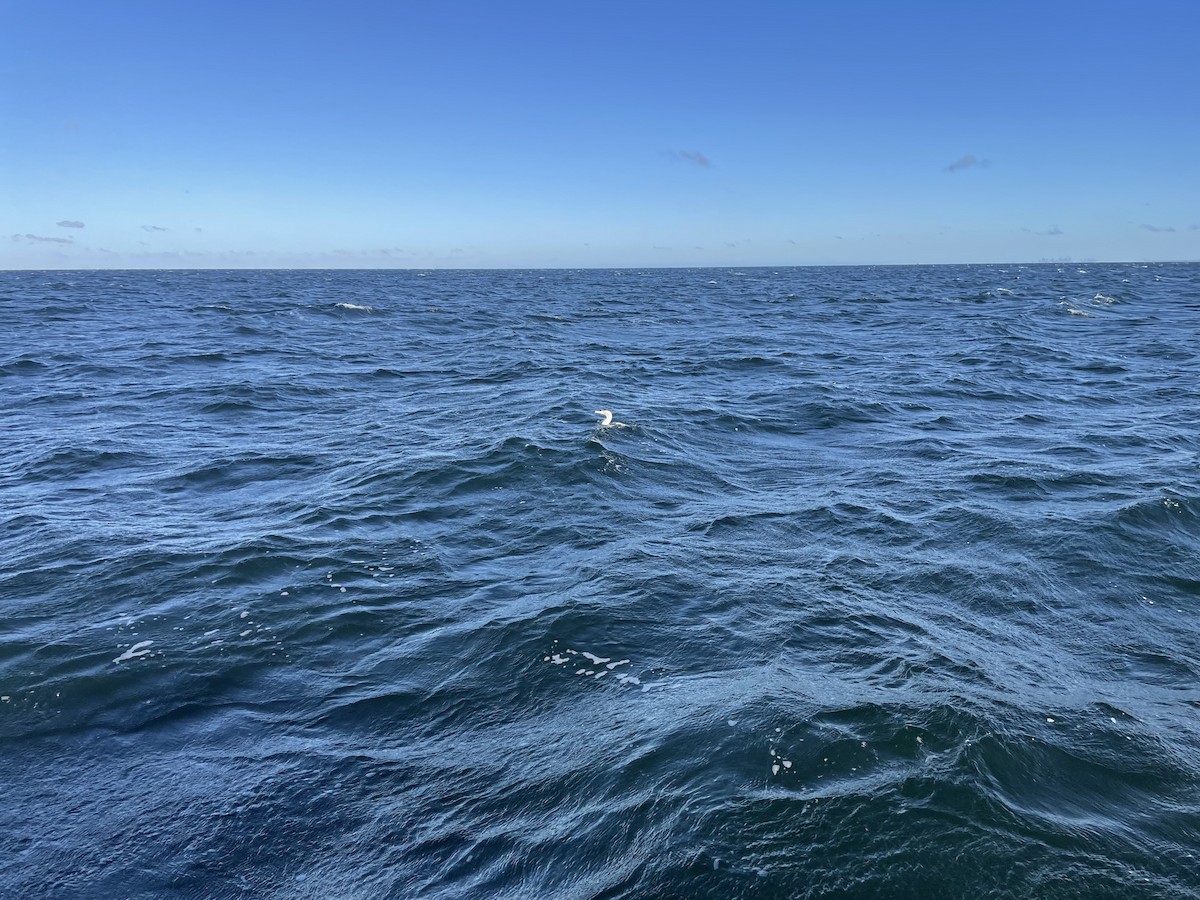 Pied Cormorant - ML513994351