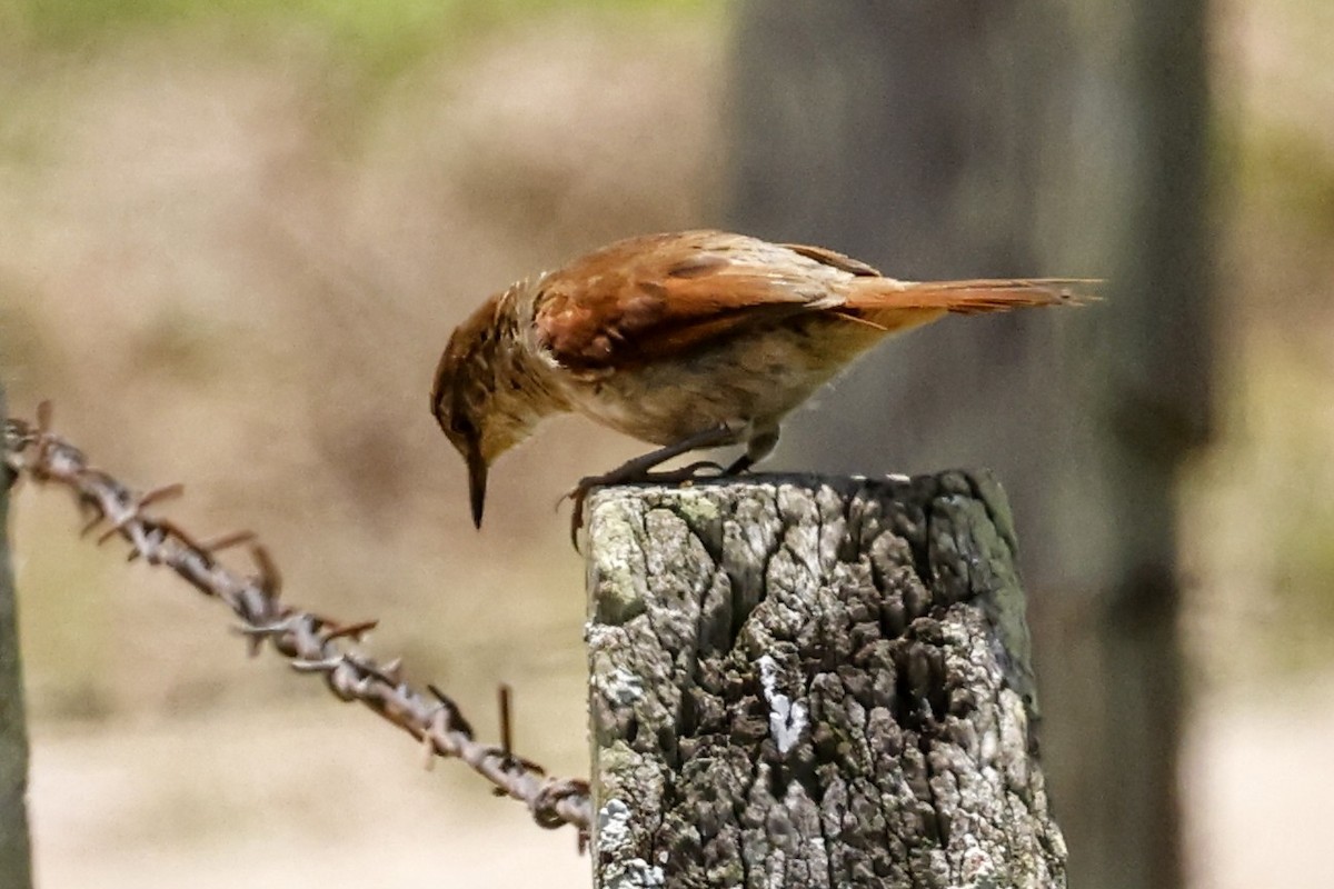 Yellow-chinned Spinetail - ML513994701