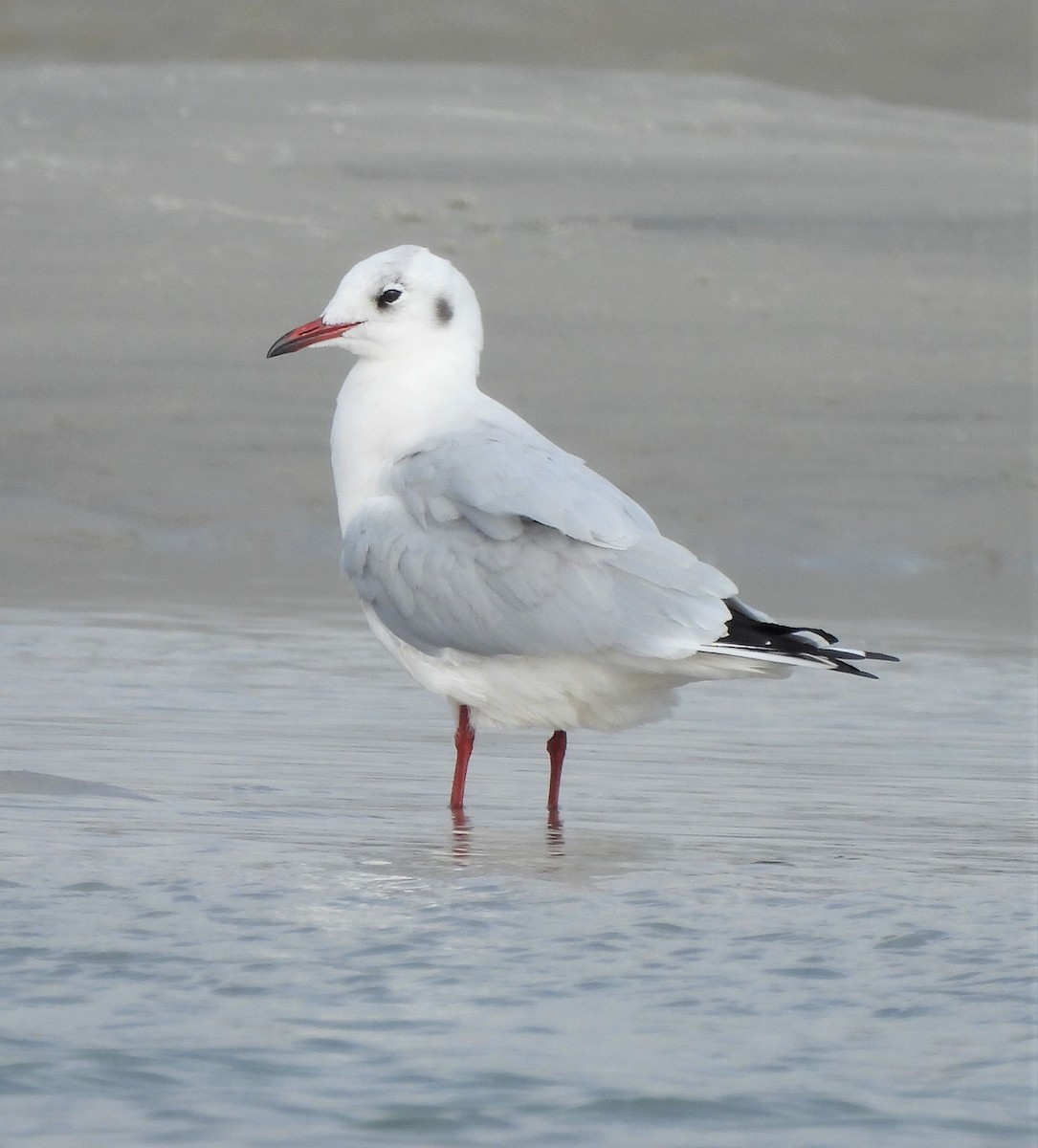 Mouette rieuse - ML513994771