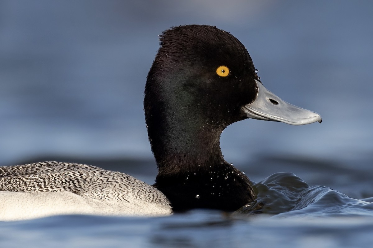 Lesser Scaup - ML513997291