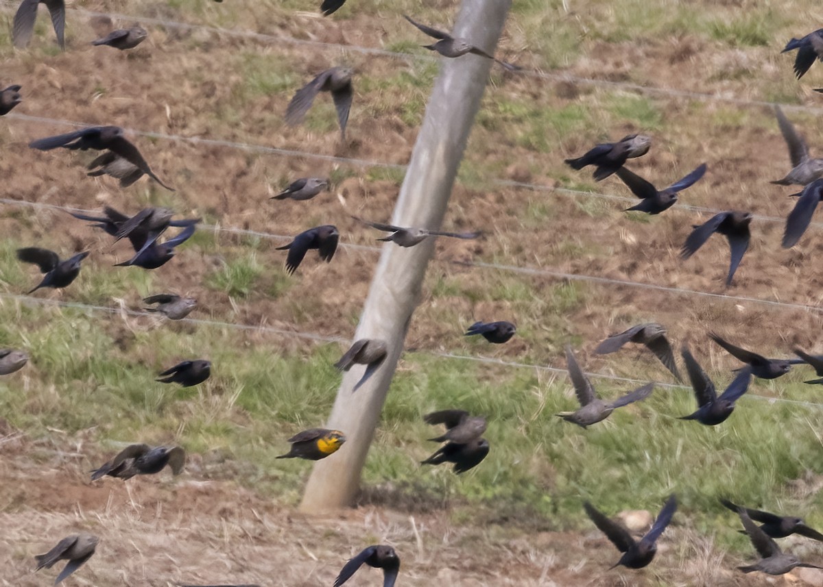 Yellow-headed Blackbird - ML513997651
