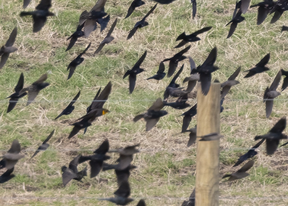 Yellow-headed Blackbird - ML513997671