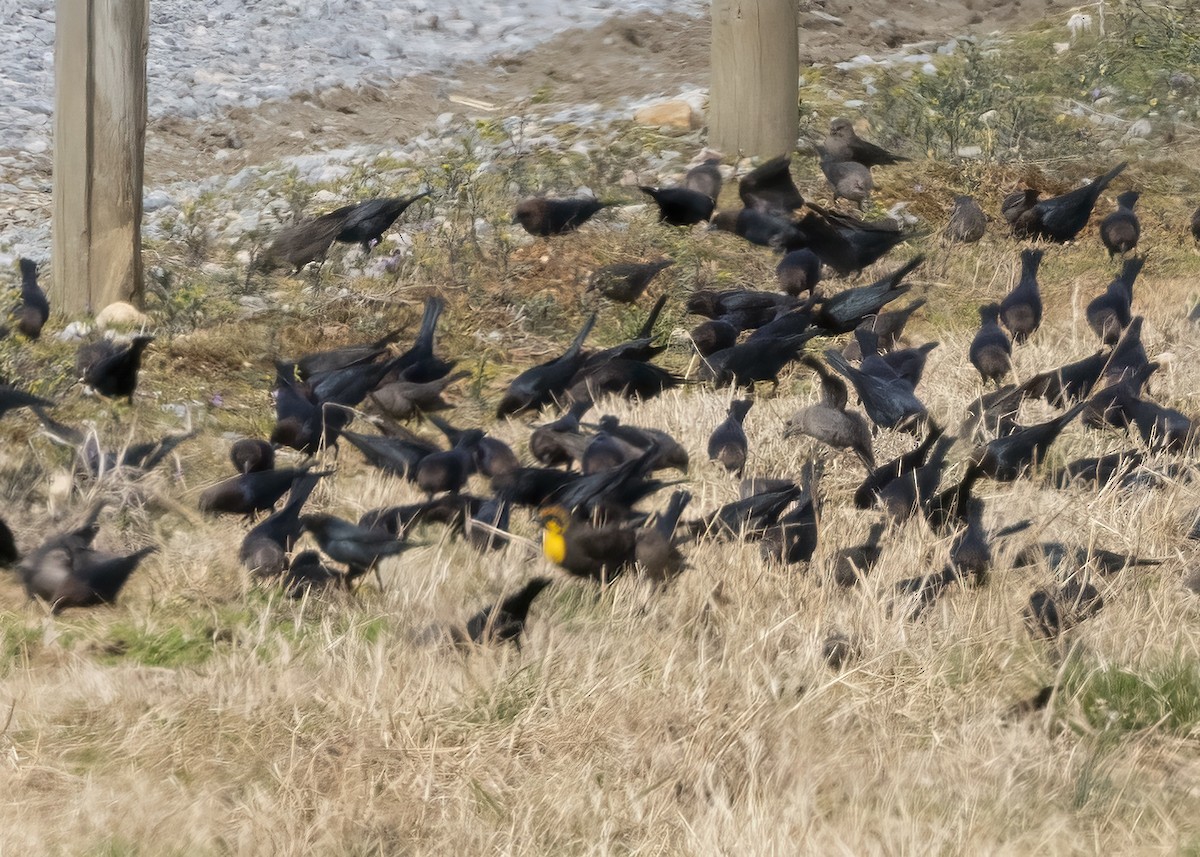 Yellow-headed Blackbird - ML513997681