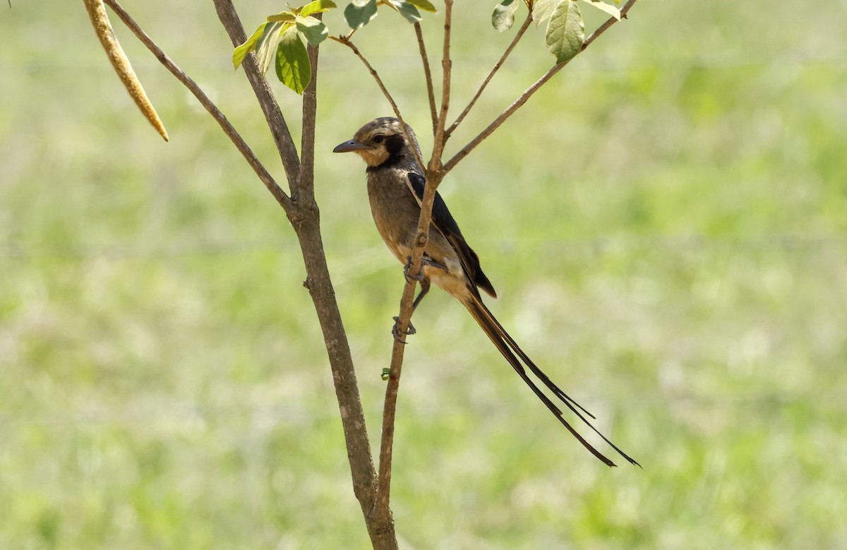 Streamer-tailed Tyrant - ML513997731