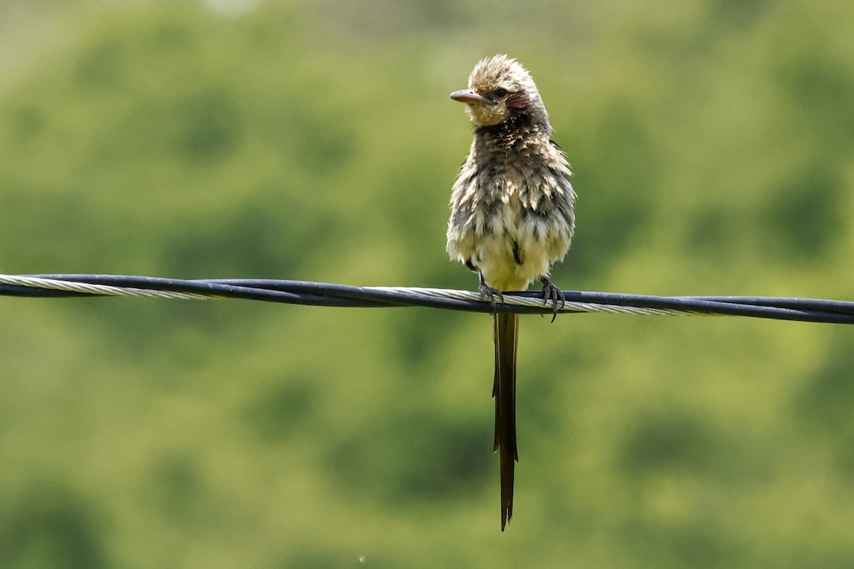 Streamer-tailed Tyrant - ML513997741