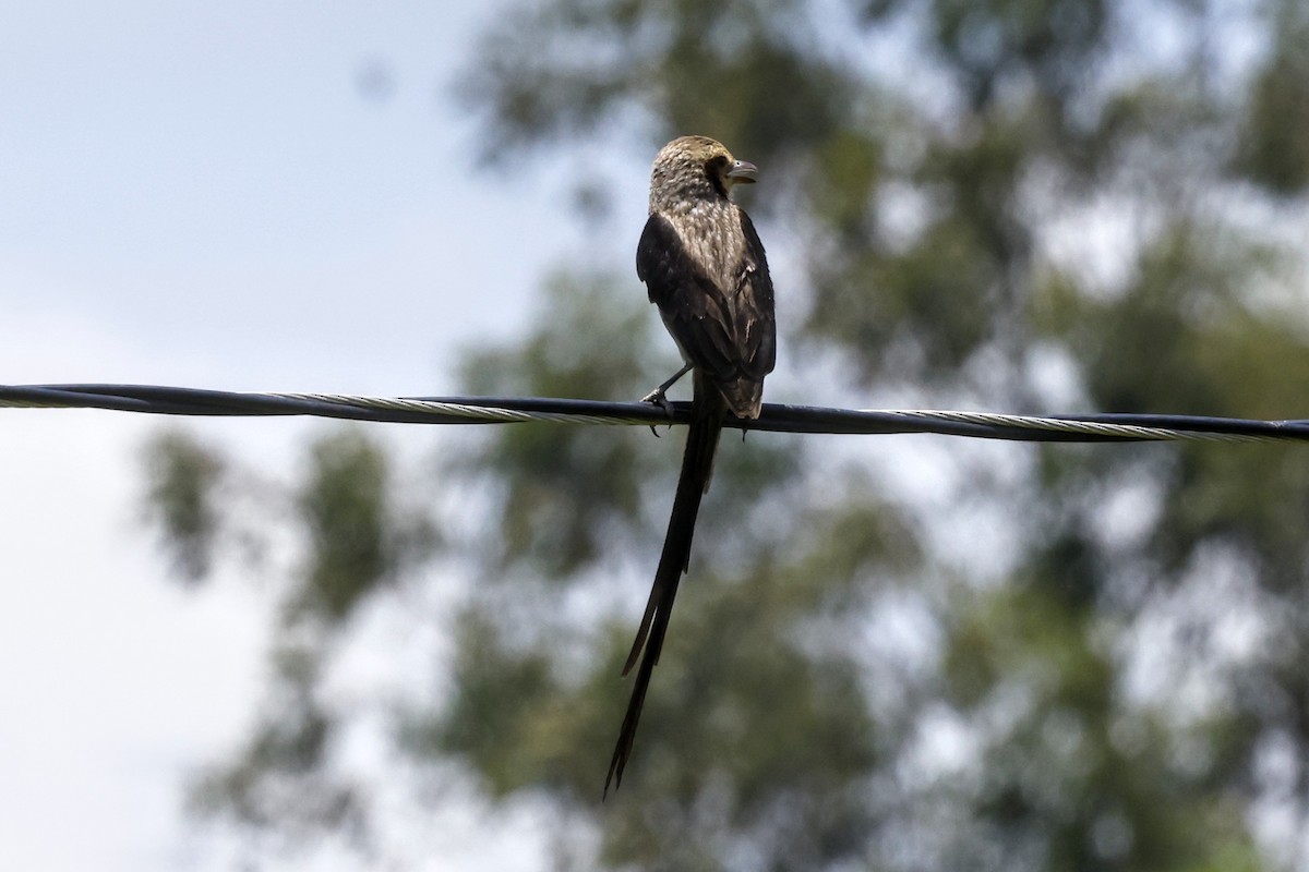 Streamer-tailed Tyrant - ML513997771