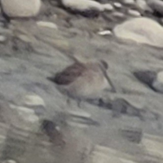Long-billed Dowitcher - ML513998381
