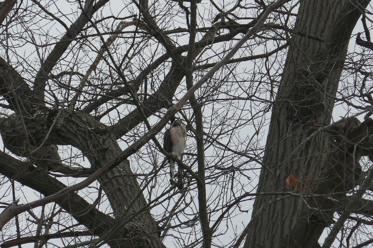 Cooper's Hawk - ML513999731