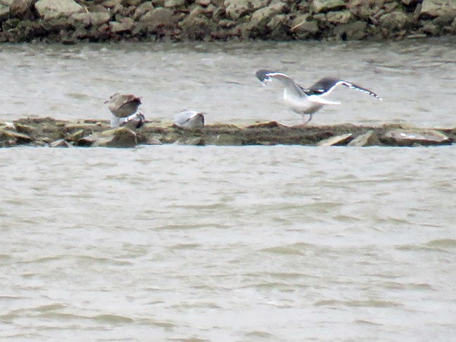 Great Black-backed Gull - ML514000071