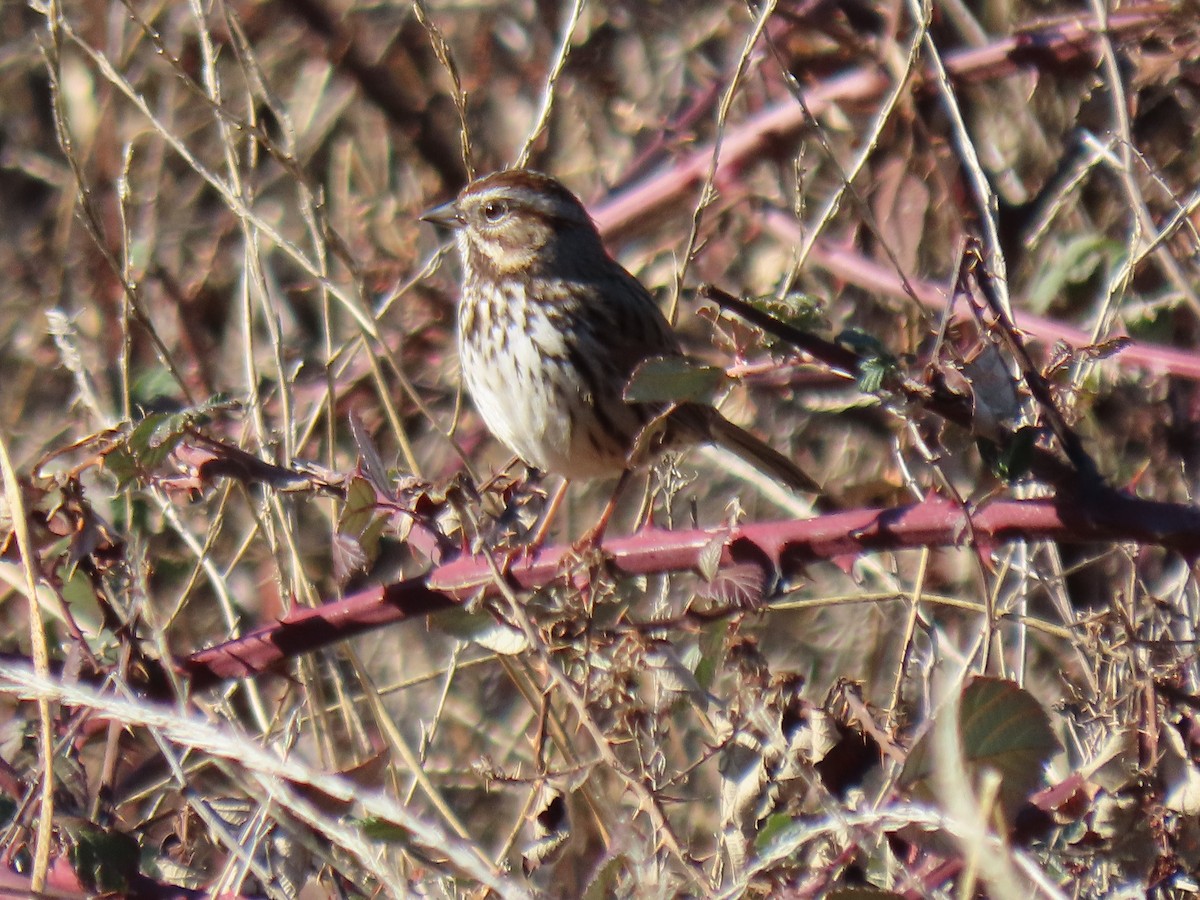 Song Sparrow - ML514000811