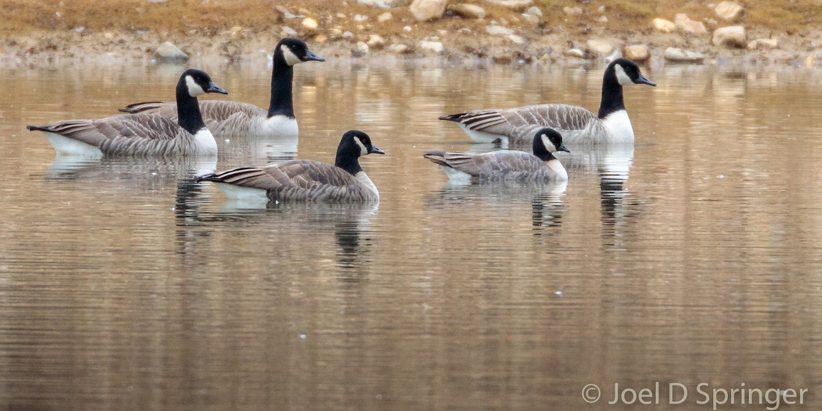 Cackling Goose - ML514001481