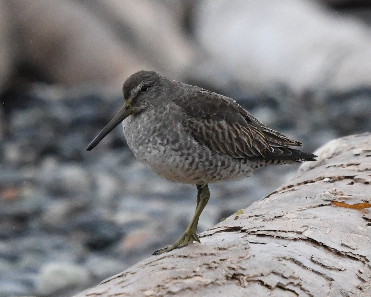 Short-billed Dowitcher - Brian Starzomski