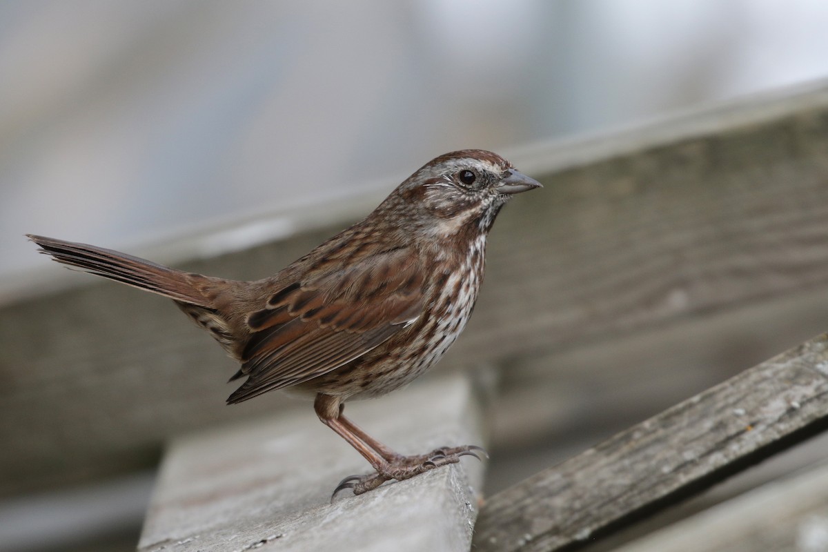 Song Sparrow (montana/merrilli) - Cameron Eckert