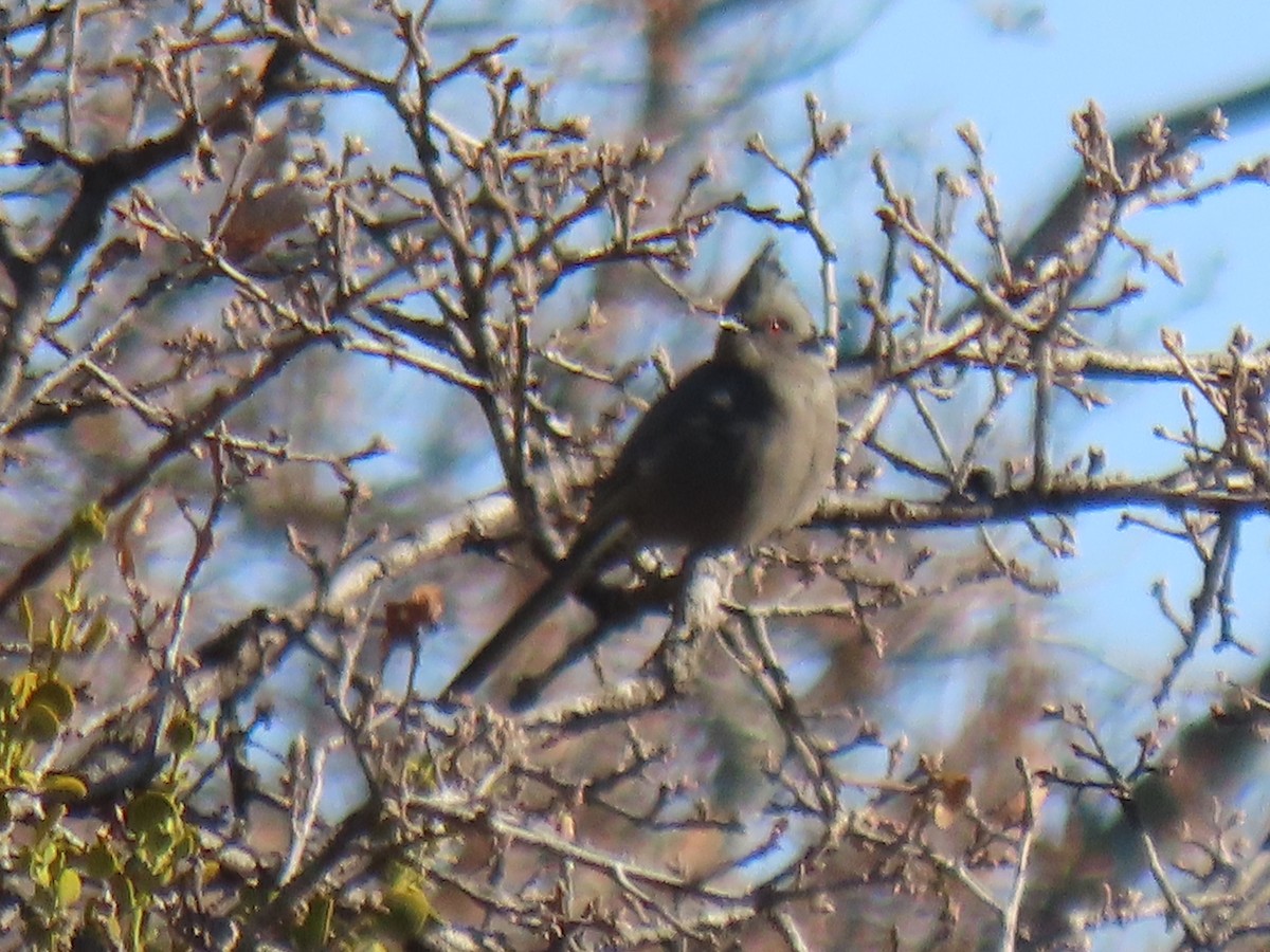 Phainopepla - ML514002611