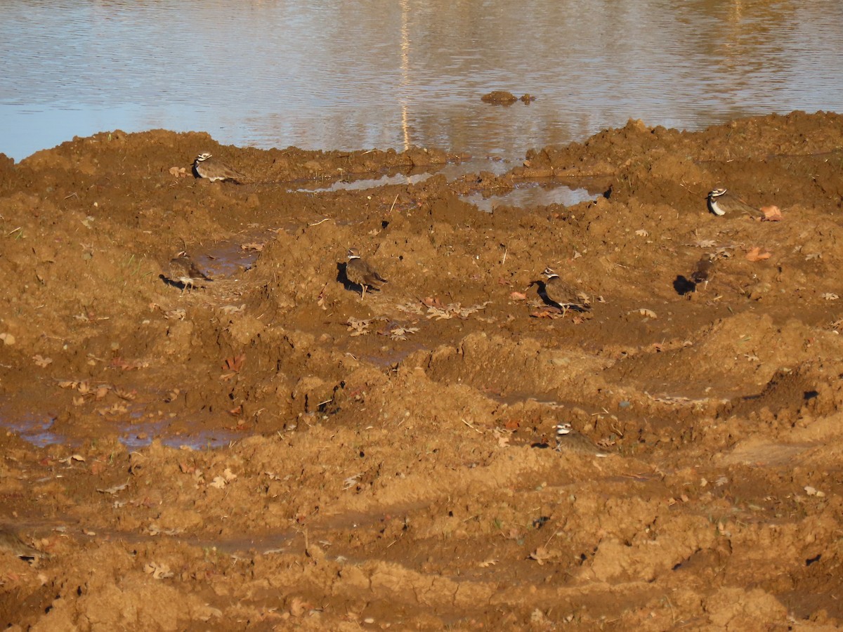 Killdeer - ML514002861