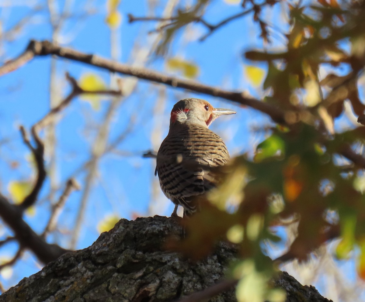 Northern Flicker (Yellow-shafted x Red-shafted) - ML514003651