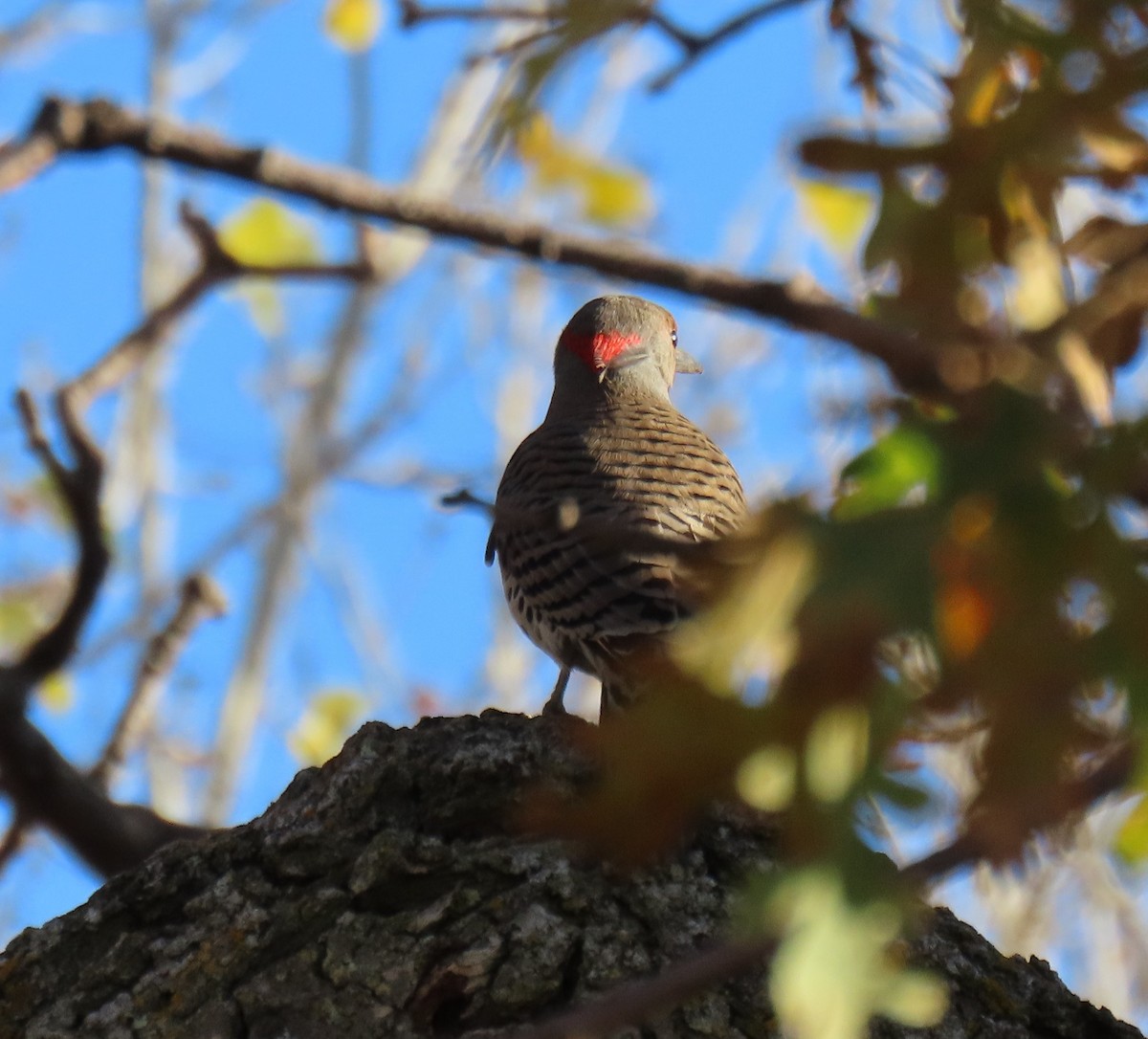 Northern Flicker (Yellow-shafted x Red-shafted) - ML514003701