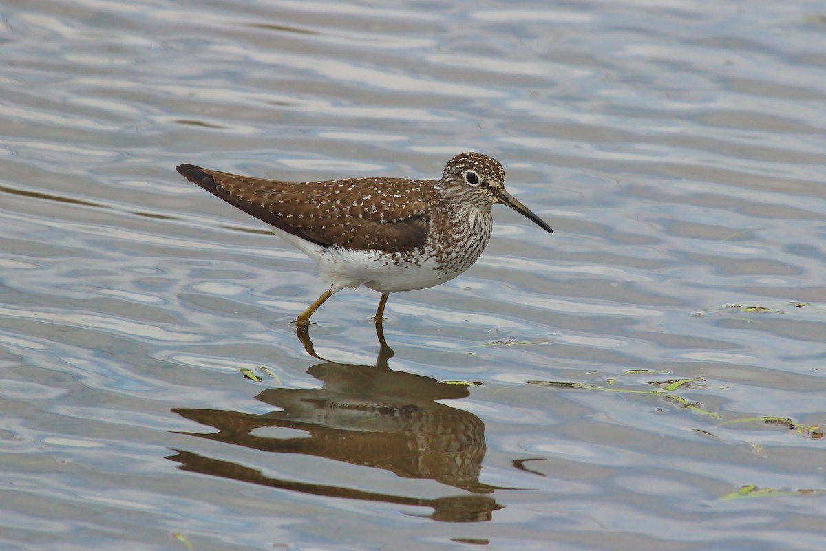 Solitary Sandpiper - John Vassallo