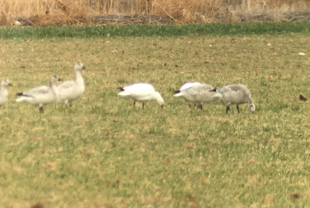 Ross's Goose - ML514005911