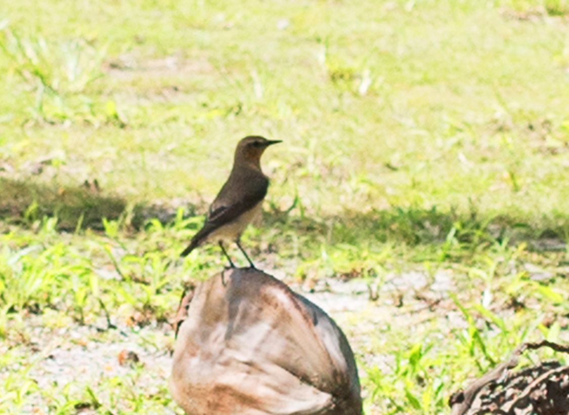 Northern Wheatear - ML51400611