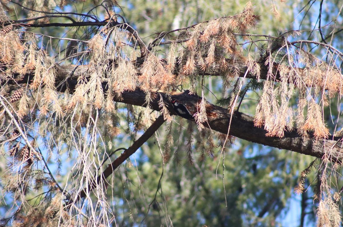 Hairy Woodpecker - ML514006141