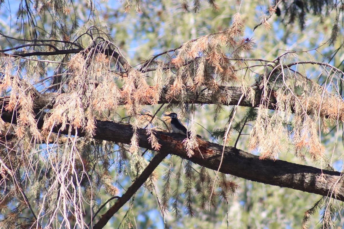 Hairy Woodpecker - ML514006151